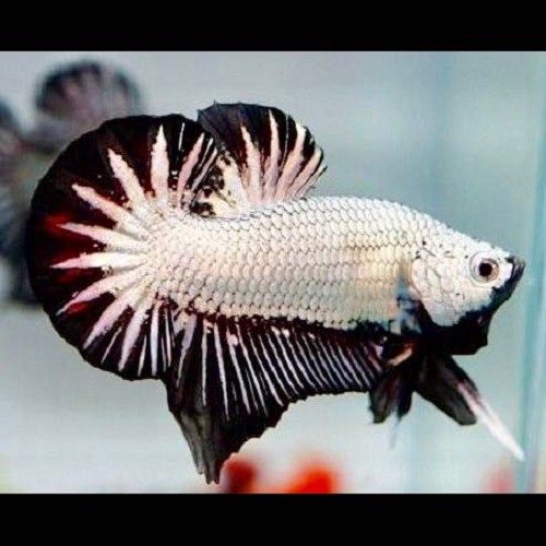 Black dragon black  betta vrouw L